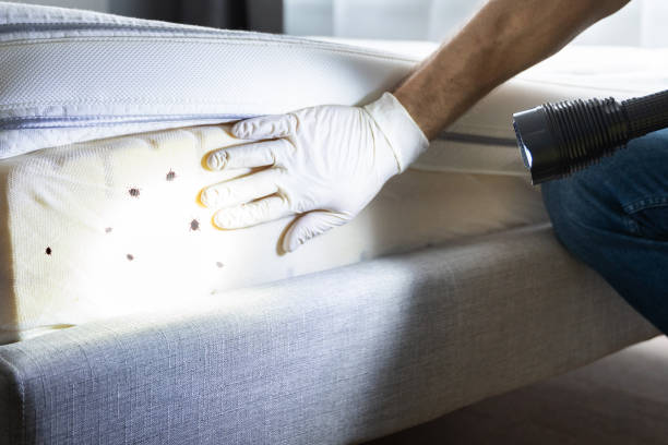 Best Termite Control Services  in Webberville, MI