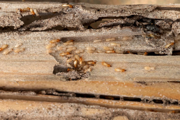 Best Local Pest Control Services  in Webberville, MI